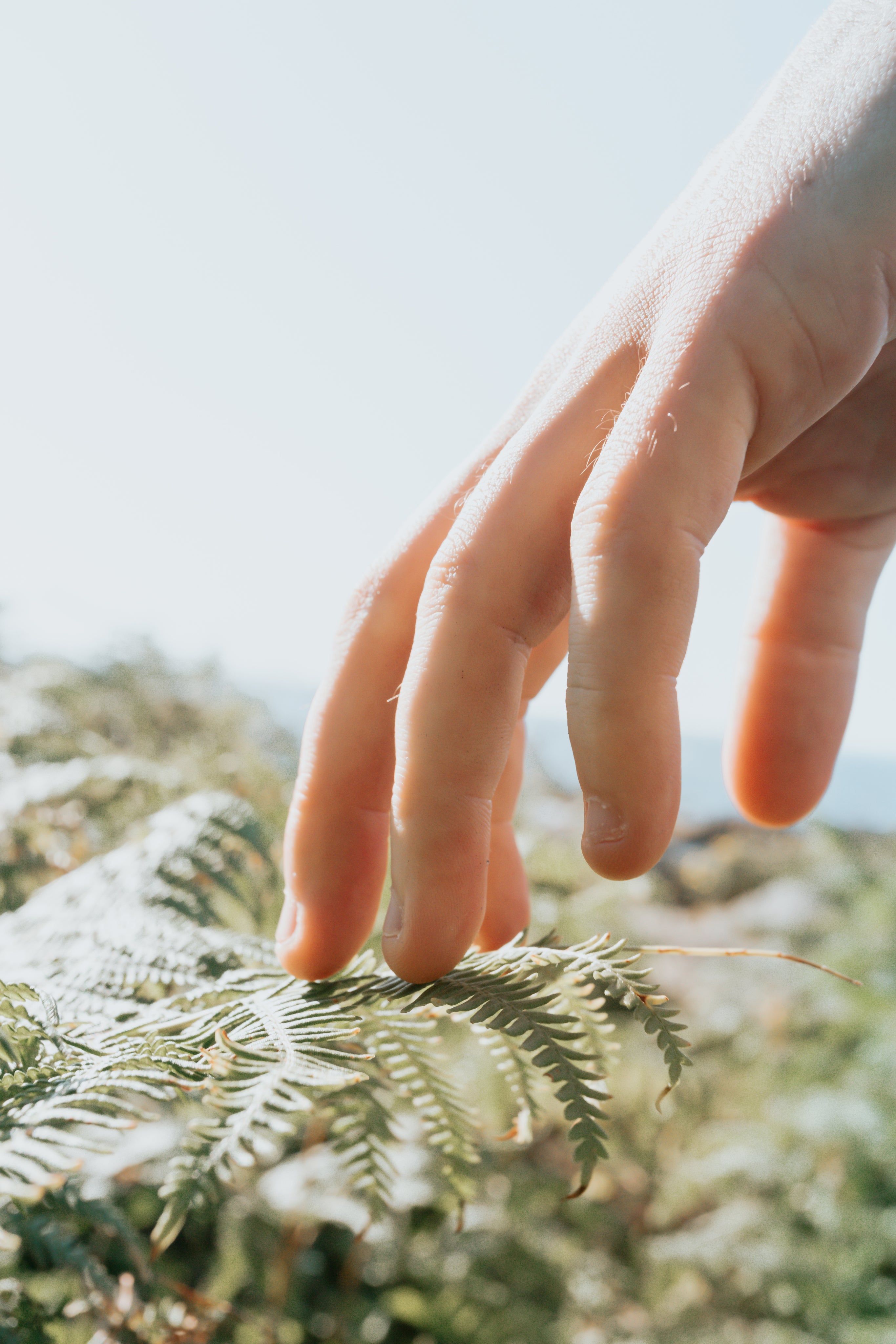 fingers-lightly-touch-green-leaves-of-a-fern.jpg